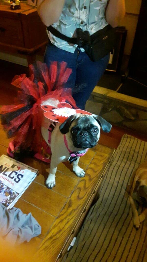 /Images/uploads/PUG NATION RESCUE OF LOS ANGELES/2019pugcalendar/entries/8324thumb.jpg